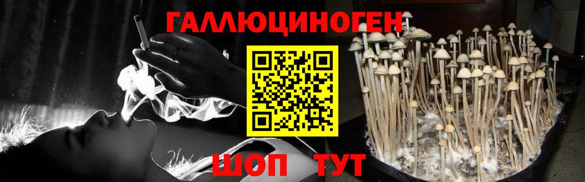 Галлюциногенные грибы Psilocybine cubensis Кстово